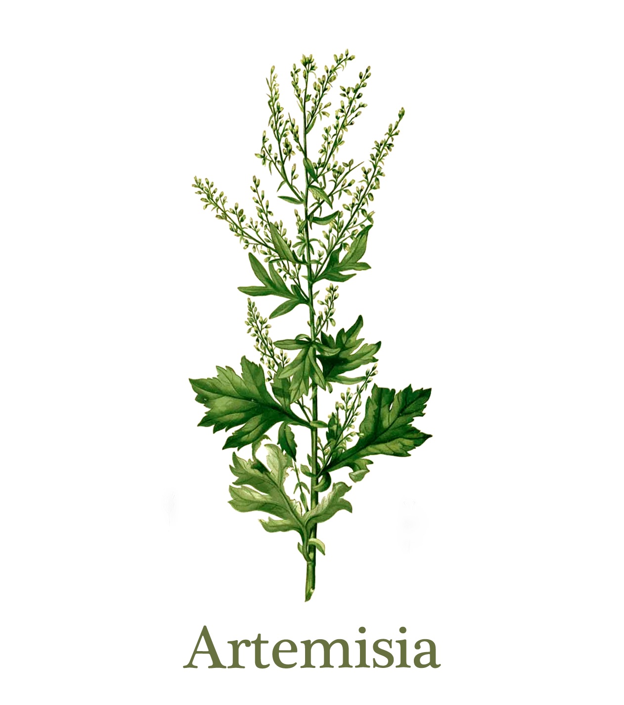 Artemisia Films